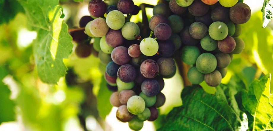 vino bio
