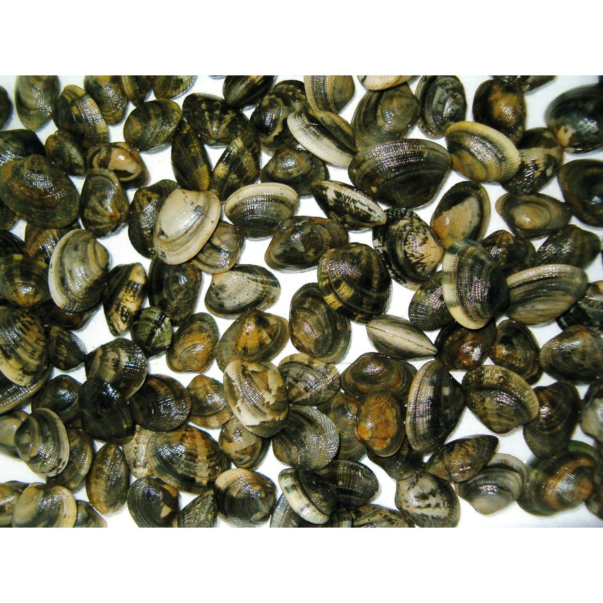 Vendita VONGOLE VERACI (GR.) ALLEVAMENTO ITALIA all'ingrosso. Frutti di ...