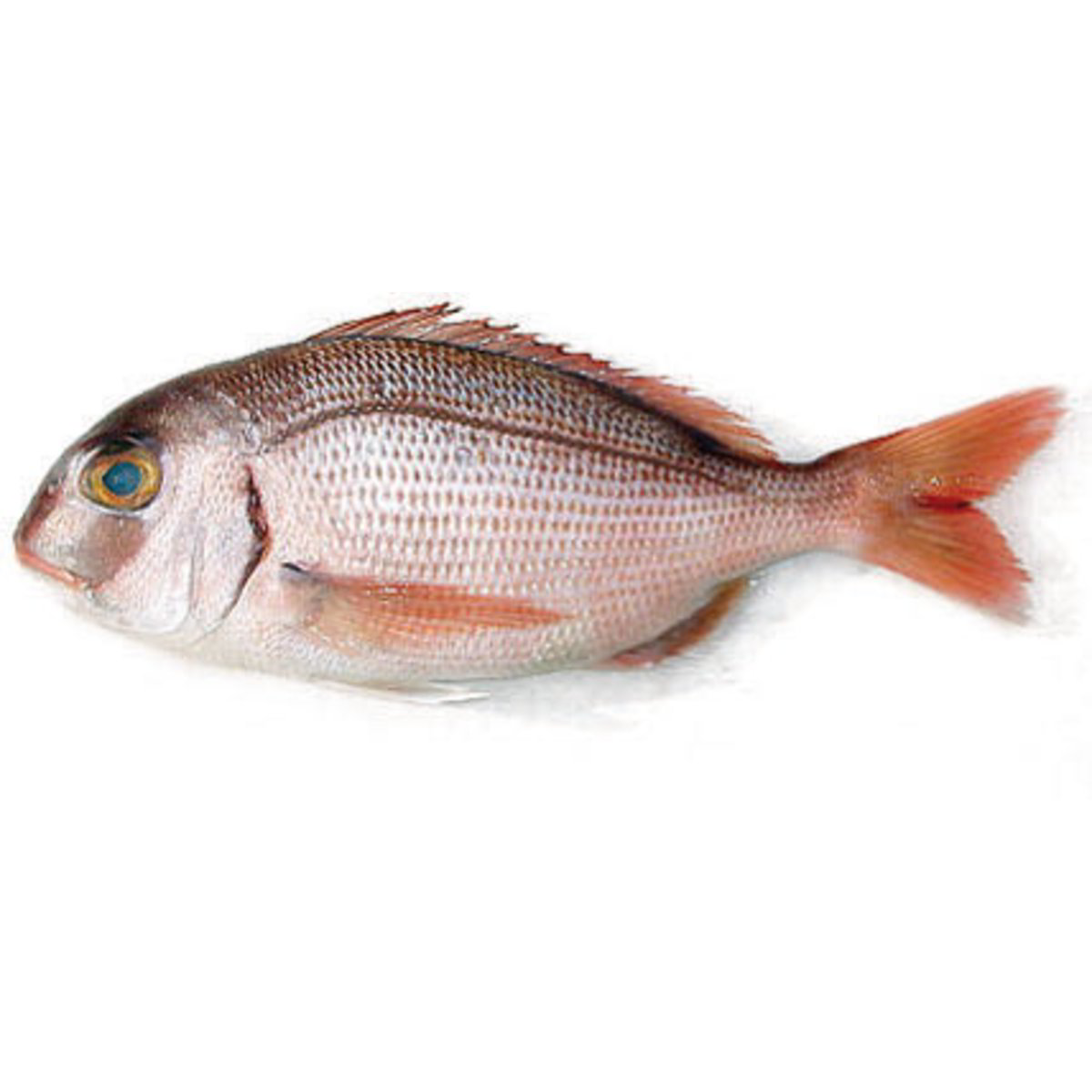 Vendita PAGRO (800/1000) ALLEVATO GRECIA all'ingrosso. Pesce fresco ...