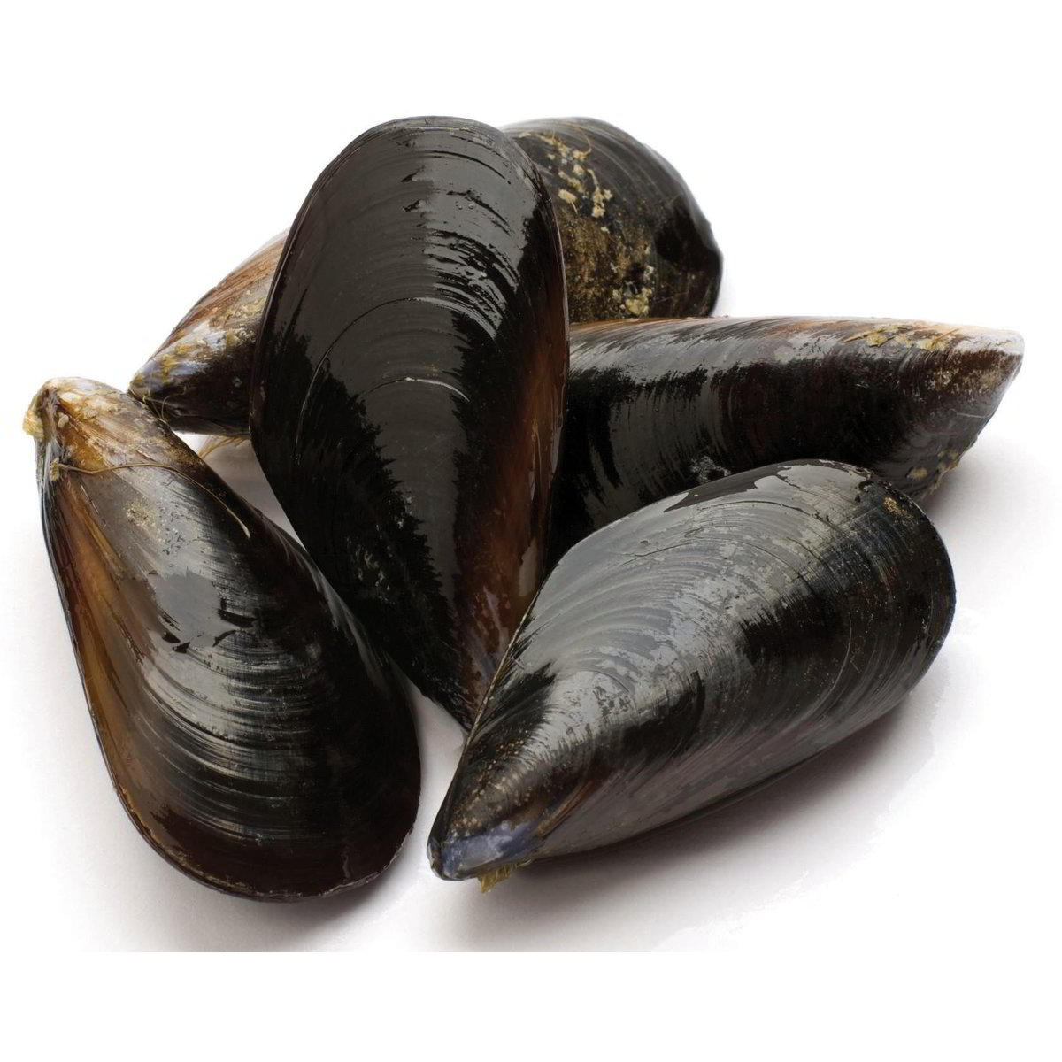 Vendita COZZA SCARDOVARI ALLEVATA ITALIA 1 KG CIRCA all'ingrosso ...