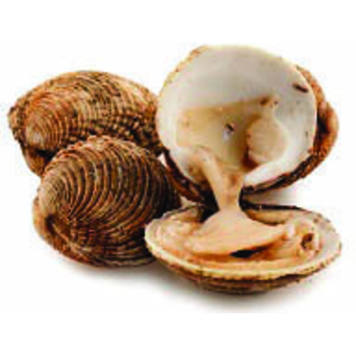 Vendita VONGOLA VERACE ALLEVATA ITALIA all'ingrosso. Frutti di mare ...